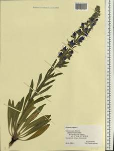 Echium vulgare L., Eastern Europe, Western region (E3) (Russia)