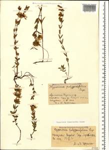 Hypericum linarioides, Caucasus, Azerbaijan (K6) (Azerbaijan)