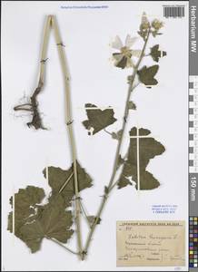Malva thuringiaca subsp. thuringiaca, Eastern Europe, Central forest-and-steppe region (E6) (Russia)