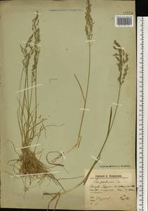 Poa pratensis L., Eastern Europe, Northern region (E1) (Russia)