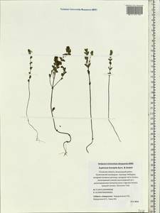 Euphrasia ×vernalis List, Eastern Europe, North-Western region (E2) (Russia)