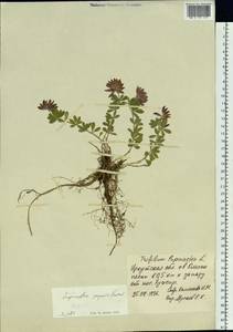 Trifolium lupinaster L., Siberia, Baikal & Transbaikal region (S4) (Russia)