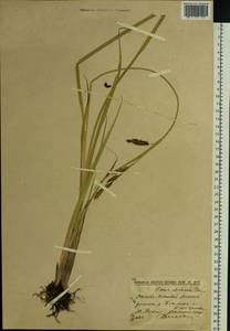 Carex pamirensis subsp. dichroa Malyschev, Siberia, Western (Kazakhstan) Altai Mountains (S2a) (Kazakhstan)