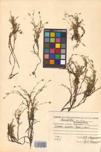 Cherleria arctica (Steven ex Ser.) A. J. Moore & Dillenb., Siberia, Chukotka & Kamchatka (S7) (Russia)