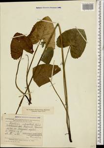 Ligularia subsagittata Pojark., Caucasus, Stavropol Krai, Karachay-Cherkessia & Kabardino-Balkaria (K1b) (Russia)