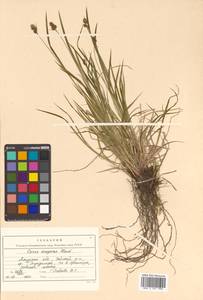 Carex media R.Br., Siberia, Russian Far East (S6) (Russia)