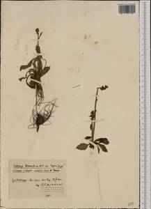 Micranthes hieraciifolia (Waldst. & Kit.) Haw., Western Europe (EUR) (Svalbard and Jan Mayen)