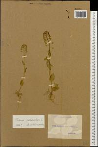 Microthlaspi perfoliatum (L.) F. K. Mey., Caucasus, Georgia (K4) (Georgia)