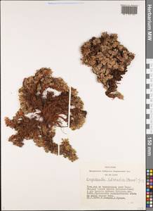Potentilla tetrandra (Bunge) Bunge ex Hook. fil., Siberia, Altai & Sayany Mountains (S2) (Russia)