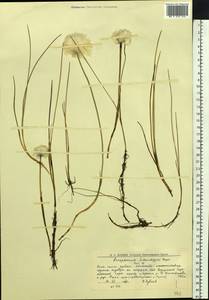Eriophorum scheuchzeri Hoppe, Siberia, Western Siberia (S1) (Russia)