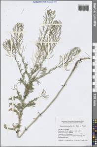 Descurainia sophia (L.) Webb ex Prantl, Eastern Europe, Central forest-and-steppe region (E6) (Russia)