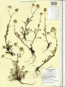 Tripleurospermum maritimum (L.) Koch, Eastern Europe, Northern region (E1) (Russia)