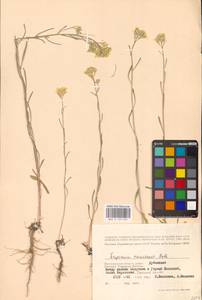 Erysimum diffusum Ehrh., Eastern Europe, Lower Volga region (E9) (Russia)