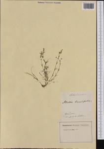 Sabulina tenuifolia subsp. tenuifolia, Western Europe (EUR) (Switzerland)