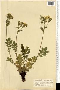 Potentilla tanacetifolia Willd. ex D. F. K. Schltdl., Mongolia (MONG) (Mongolia)