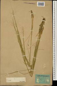 Stipa capillata L., Caucasus, Dagestan (K2) (Russia)