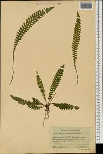 Struthiopteris spicant (L.) F.G.Weiss, Caucasus, Georgia (K4) (Georgia)
