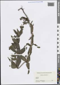 Galium rubioides L., Caucasus, Krasnodar Krai & Adygea (K1a) (Russia)