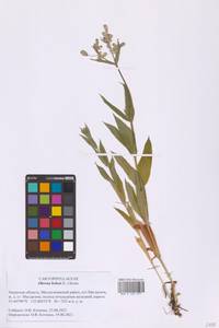 Silene behen L., Siberia, Russian Far East (S6) (Russia)