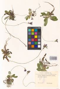 Primula farinosa L., Caucasus, Georgia (K4) (Georgia)