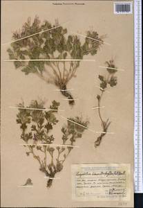 Lagochilus diacanthophyllus (Pall.) Benth., Middle Asia, Dzungarian Alatau & Tarbagatai (M5) (Kazakhstan)