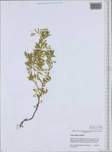 Vicia lens (L.) Coss. & Germ., Eastern Europe, Northern region (E1) (Russia)