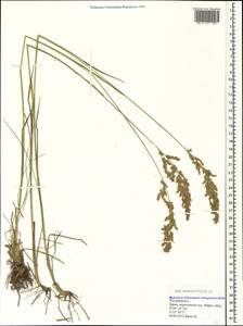 Poa pratensis L., Crimea (KRYM) (Russia)