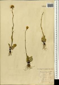 Tephroseris integrifolia (L.) Holub, Mongolia (MONG) (Mongolia)