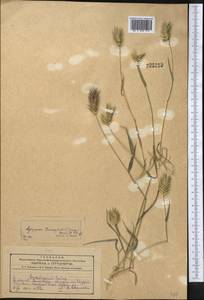 Eremopyrum bonaepartis (Spreng.) Nevski, Middle Asia, Kopet Dag, Badkhyz, Small & Great Balkhan (M1) (Turkmenistan)