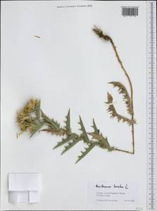 Carthamus lanatus L., Western Europe (EUR) (Greece)