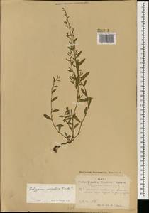 Polygonum aviculare L., Mongolia (MONG) (Mongolia)
