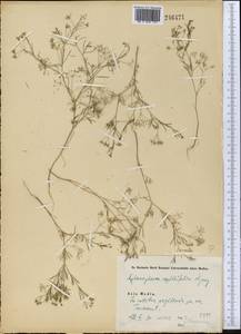 Psammogeton capillifolium (Regel & Schmalh.) Mousavi, Mozaff. & Zarre, Middle Asia, Syr-Darian deserts & Kyzylkum (M7)