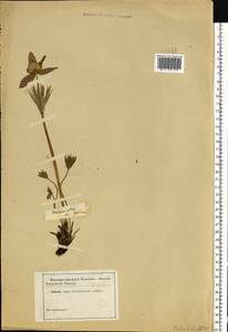 Pulsatilla patens (L.) Mill., Eastern Europe, North-Western region (E2) (Russia)