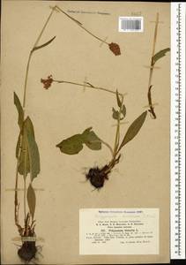 Bistorta carnea (K. Koch) Kom., Caucasus, Stavropol Krai, Karachay-Cherkessia & Kabardino-Balkaria (K1b) (Russia)