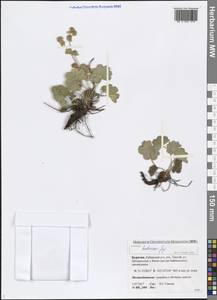 Alchemilla hebescens Juz., Siberia, Baikal & Transbaikal region (S4) (Russia)