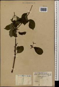 Cornus sanguinea subsp. australis (C.A.Mey.) Jáv., Caucasus, Georgia (K4) (Georgia)
