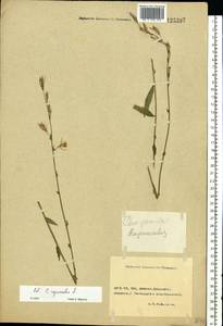 Campanula rapunculus L., Eastern Europe, Rostov Oblast (E12a) (Russia)