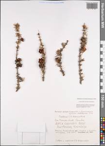 Larix gmelinii var. gmelinii, Siberia, Yakutia (S5) (Russia)