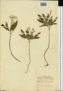 Cardamine quinquefolia (M.Bieb.) Schmalh., Eastern Europe, Central forest-and-steppe region (E6) (Russia)