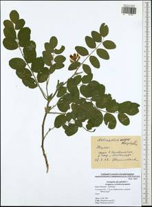Astragalus glycyphyllos L., Eastern Europe, Central region (E4) (Russia)