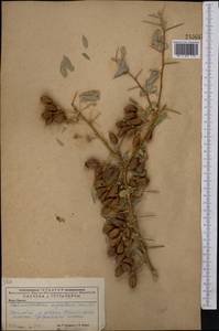 Caragana halodendron (Pall.) Dum.Cours., Middle Asia, Caspian Ustyurt & Northern Aralia (M8) (Kazakhstan)