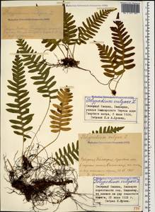 Polypodium vulgare L., Caucasus, Stavropol Krai, Karachay-Cherkessia & Kabardino-Balkaria (K1b) (Russia)