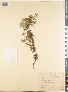 Juniperus communis L., Eastern Europe, Central region (E4) (Russia)