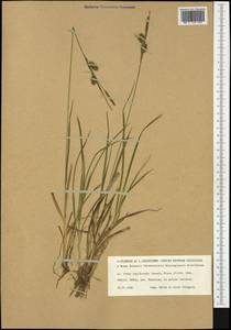 Carex lepidocarpa Tausch, Western Europe (EUR) (Sweden)