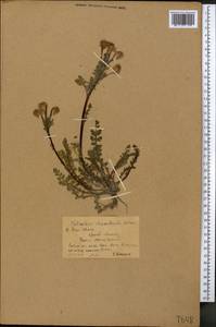 Pedicularis rhinanthoides, Middle Asia, Northern & Central Tian Shan (M4) (Kyrgyzstan)