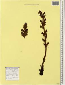Orobanche caryophyllacea Sm., Caucasus, Stavropol Krai, Karachay-Cherkessia & Kabardino-Balkaria (K1b) (Russia)
