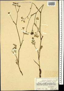 Carum meifolium (M. Bieb.) Boiss., Caucasus, Krasnodar Krai & Adygea (K1a) (Russia)
