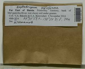 Leptobryum pyriforme (Hedw.) Wilson, Bryophytes, Bryophytes - Russian Far East (excl. Chukotka & Kamchatka) (B20) (Russia)