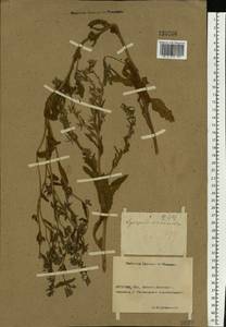Lycopsis arvensis subsp. orientalis (L.) Kusn., Eastern Europe, Rostov Oblast (E12a) (Russia)