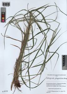 Calamagrostis purpurea (Trin.) Trin., Siberia, Altai & Sayany Mountains (S2) (Russia)